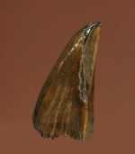 アルバートサウルスの子供の前上顎骨歯(Albertsaur Pre Max Tooth)