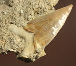 古代サメ・オトダス歯化石(Otodus obliqqus)半３Dクリーニングです！