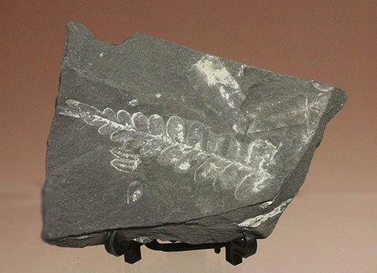 両面見られます！石炭紀シダ植物化石 化石 販売