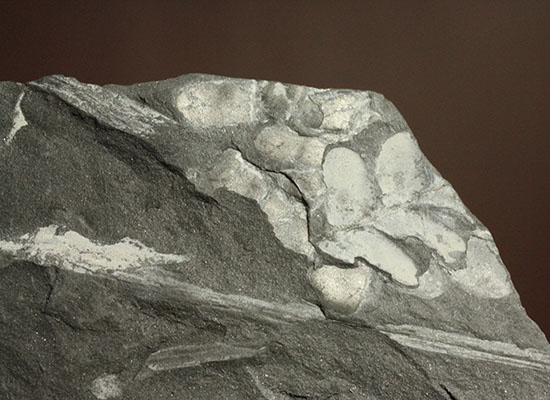 両面見られます！石炭紀シダ植物化石（その5）