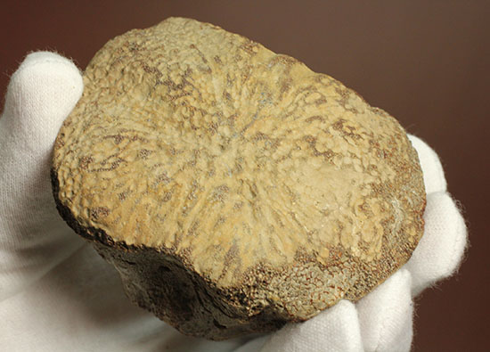 米国テキサス州ファニン郡産モササウルスの骨化石(Mosasaurus Bone)(その10)
