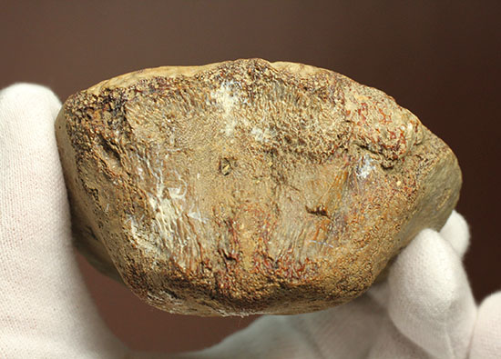 米国テキサス州ファニン郡産モササウルスの骨化石(Mosasaurus Bone)(その11)