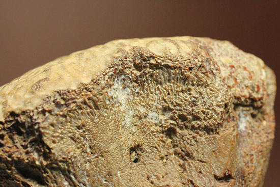 米国テキサス州ファニン郡産モササウルスの骨化石(Mosasaurus Bone)(その13)