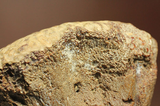 米国テキサス州ファニン郡産モササウルスの骨化石(Mosasaurus Bone)（その13）