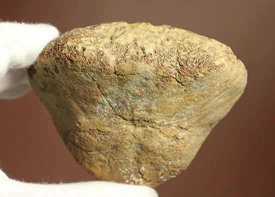 米国テキサス州ファニン郡産モササウルスの骨化石(Mosasaurus Bone)(その14)