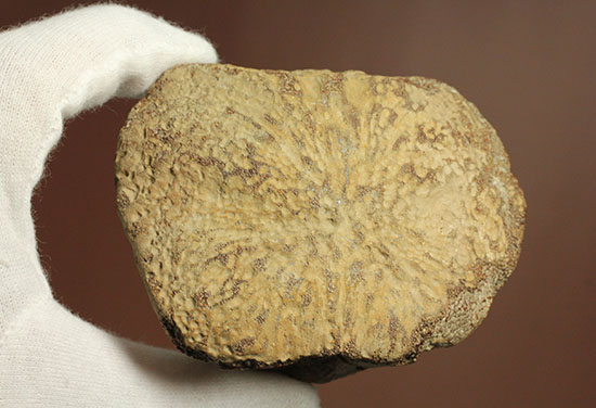 米国テキサス州ファニン郡産モササウルスの骨化石(Mosasaurus Bone)（その16）