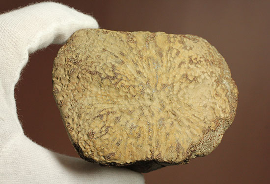 米国テキサス州ファニン郡産モササウルスの骨化石(Mosasaurus Bone)(その16)