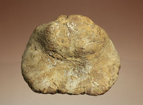 米国テキサス州ファニン郡産モササウルスの骨化石(Mosasaurus Bone)（その17）