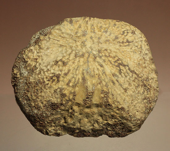米国テキサス州ファニン郡産モササウルスの骨化石(Mosasaurus Bone)（その2）