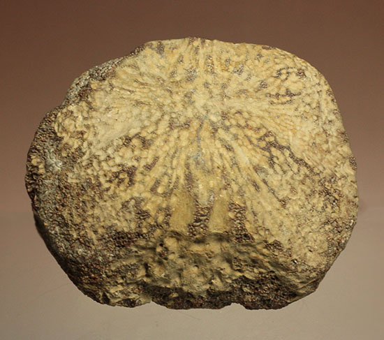 米国テキサス州ファニン郡産モササウルスの骨化石(Mosasaurus Bone)(その2)