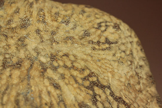 米国テキサス州ファニン郡産モササウルスの骨化石(Mosasaurus Bone)(その4)