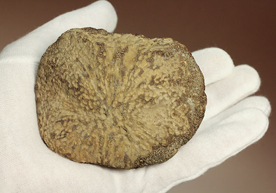 米国テキサス州ファニン郡産モササウルスの骨化石(Mosasaurus Bone)(その6)