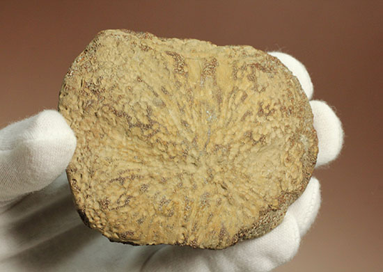 米国テキサス州ファニン郡産モササウルスの骨化石(Mosasaurus Bone)(その9)