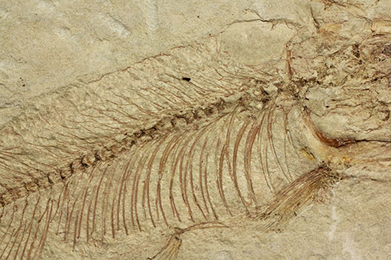 ナイティア 魚の化石 アメリカ ワイオミング州 産 ワイオミング州産