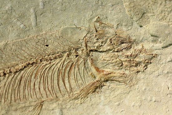 ナイティア　魚の化石　アメリカ　ワイオミング州 産 非常に人気の高いナイティア（Knightia）というニシン科の絶滅