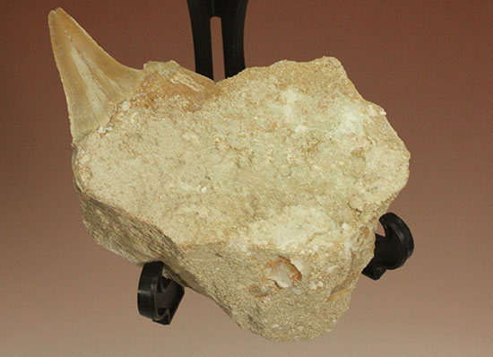 クリーニングにトライしてもOK！古代サメ・オトダス歯化石(Otodus obliqqus)（その1）