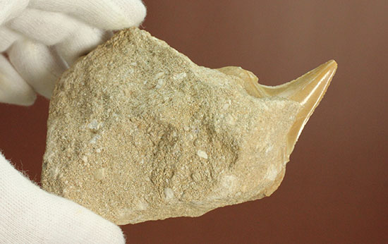 クリーニングにトライしてもOK！古代サメ・オトダス歯化石(Otodus obliqqus)（その10）