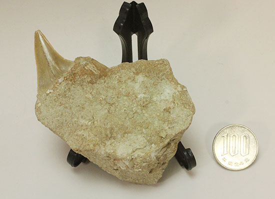 クリーニングにトライしてもOK！古代サメ・オトダス歯化石(Otodus obliqqus)（その12）