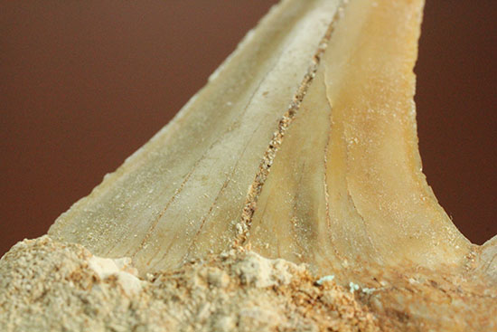 クリーニングにトライしてもOK！古代サメ・オトダス歯化石(Otodus obliqqus)（その4）