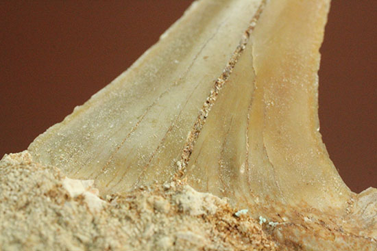 クリーニングにトライしてもOK！古代サメ・オトダス歯化石(Otodus obliqqus)（その5）