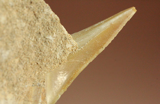クリーニングにトライしてもOK！古代サメ・オトダス歯化石(Otodus obliqqus)（その6）