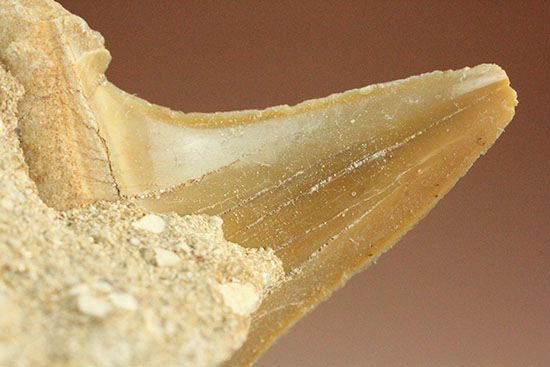 クリーニングにトライしてもOK！古代サメ・オトダス歯化石(Otodus obliqqus)（その8）
