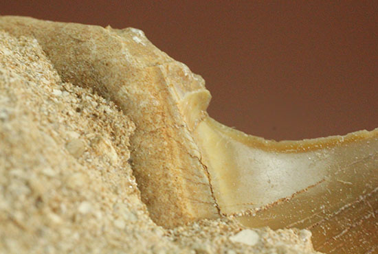クリーニングにトライしてもOK！古代サメ・オトダス歯化石(Otodus obliqqus)（その9）