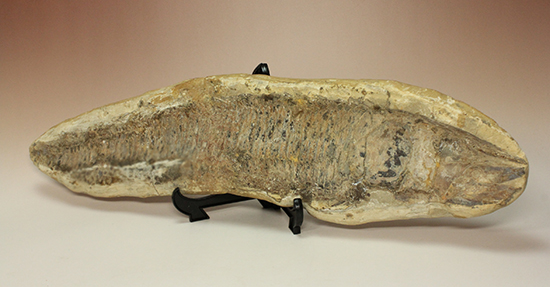 古代のカマスの仲間。鋭い口先、魚雷のような流線型の体、特徴的なウロコ(その1)
