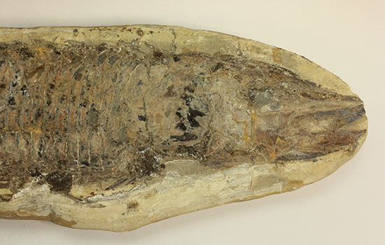 古代のカマスの仲間。鋭い口先、魚雷のような流線型の体、特徴的なウロコ(その10)