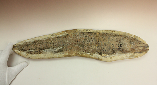 古代のカマスの仲間。鋭い口先、魚雷のような流線型の体、特徴的なウロコ(その11)
