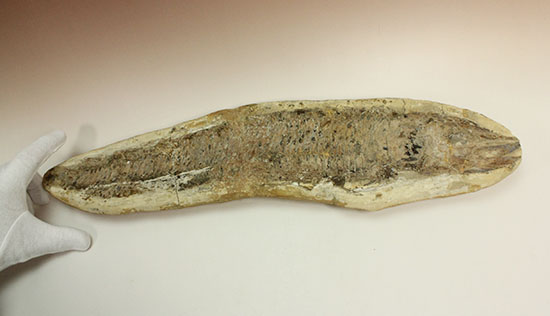 古代のカマスの仲間。鋭い口先、魚雷のような流線型の体、特徴的なウロコ(その12)