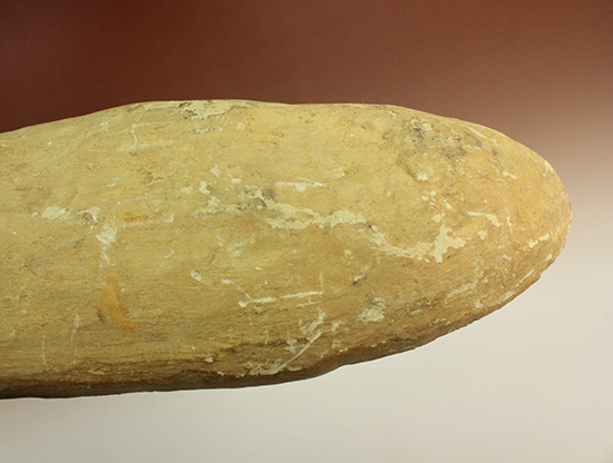 古代のカマスの仲間。鋭い口先、魚雷のような流線型の体、特徴的なウロコ(その13)
