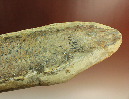 古代のカマスの仲間。鋭い口先、魚雷のような流線型の体、特徴的なウロコ(その14)