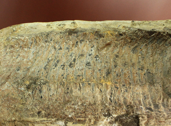 古代のカマスの仲間。鋭い口先、魚雷のような流線型の体、特徴的なウロコ(その15)