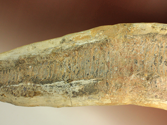 古代のカマスの仲間。鋭い口先、魚雷のような流線型の体、特徴的なウロコ(その16)