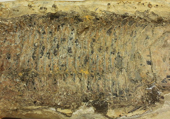 古代のカマスの仲間。鋭い口先、魚雷のような流線型の体、特徴的なウロコ(その17)
