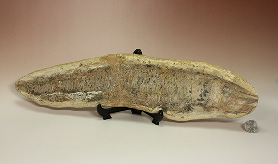 古代のカマスの仲間。鋭い口先、魚雷のような流線型の体、特徴的なウロコ(その18)