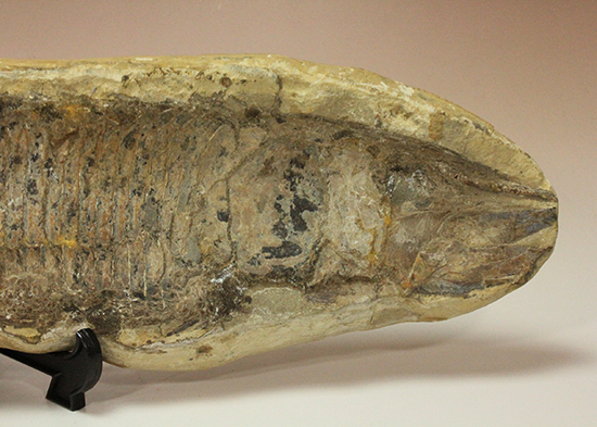 古代のカマスの仲間。鋭い口先、魚雷のような流線型の体、特徴的なウロコ(その2)
