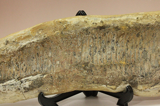 古代のカマスの仲間。鋭い口先、魚雷のような流線型の体、特徴的なウロコ(その3)