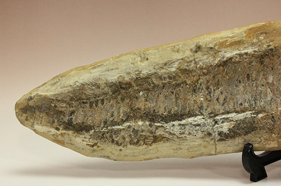 古代のカマスの仲間。鋭い口先、魚雷のような流線型の体、特徴的なウロコ(その4)