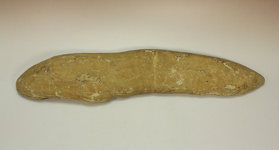 古代のカマスの仲間。鋭い口先、魚雷のような流線型の体、特徴的なウロコ(その5)