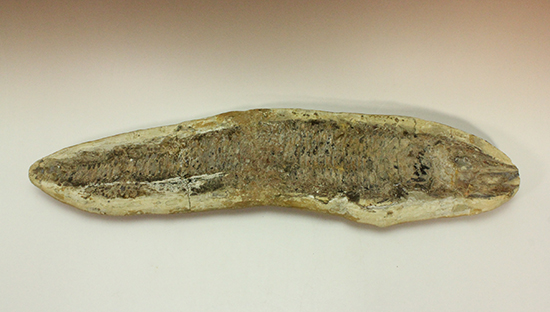 古代のカマスの仲間。鋭い口先、魚雷のような流線型の体、特徴的なウロコ(その6)