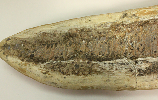 古代のカマスの仲間。鋭い口先、魚雷のような流線型の体、特徴的なウロコ(その7)