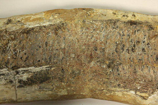 古代のカマスの仲間。鋭い口先、魚雷のような流線型の体、特徴的なウロコ(その8)