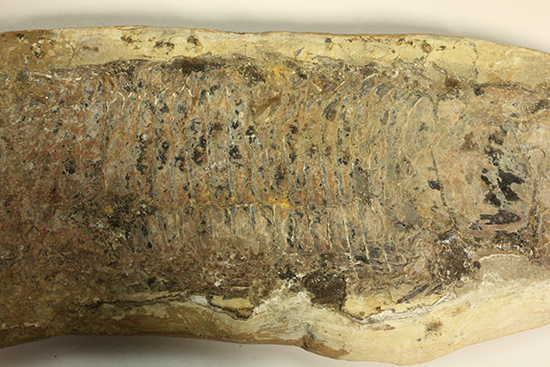 古代のカマスの仲間。鋭い口先、魚雷のような流線型の体、特徴的なウロコ(その9)
