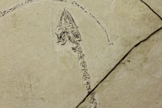 希少なヒファロサウルスのマルチプレート標本（その10）