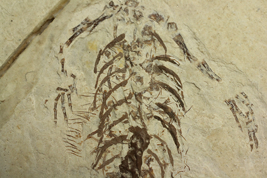 希少なヒファロサウルスのマルチプレート標本（その12）