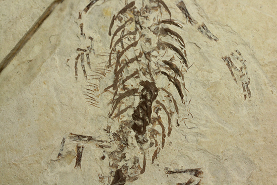 希少なヒファロサウルスのマルチプレート標本（その13）