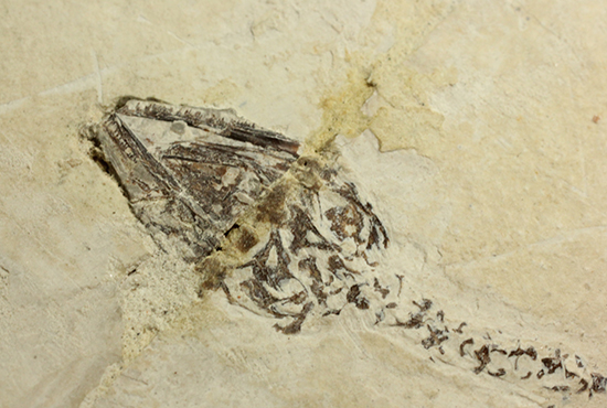 希少なヒファロサウルスのマルチプレート標本（その16）