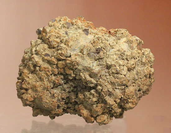 現物を彷彿とさせる！コロラド州産草食恐竜のウンチ化石コプロライト(Coprolite)（その1）